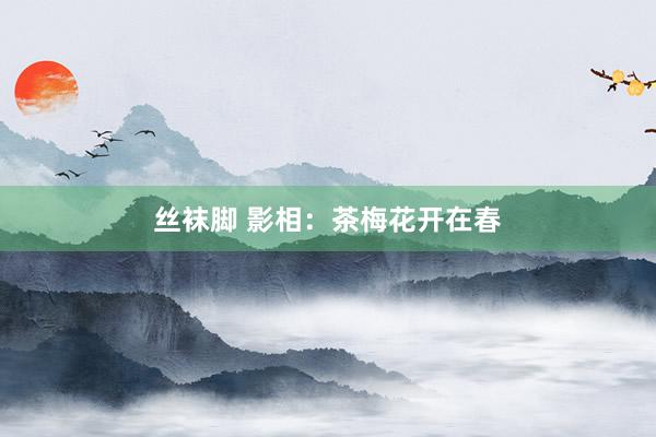 丝袜脚 影相：茶梅花开在春